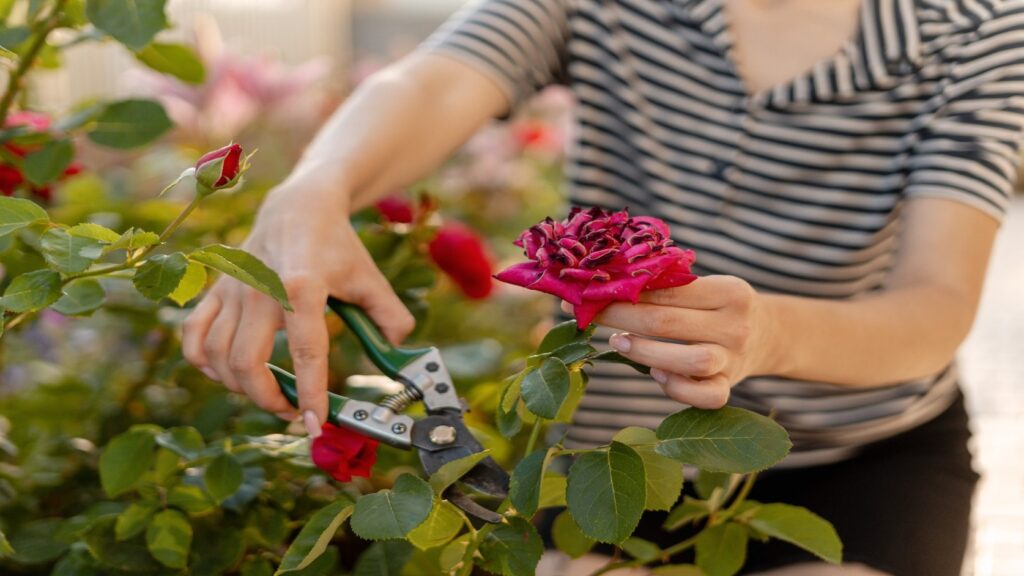 The benefits of financial pruning – 11th August 2026